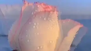 "Сердце мамы"