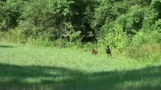 Running Dobermans
