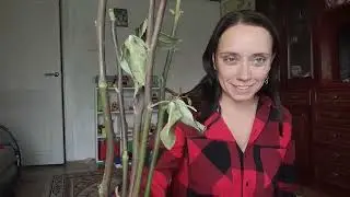 Выращиваю из черенка розы куст роз. Навожу порядок в огороде.