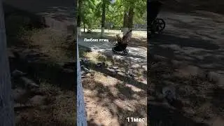 Птицы