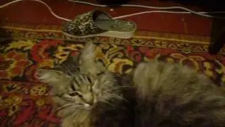 Самый злой кот