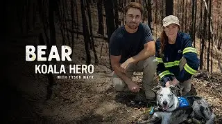 Bear: Koala Hero preview