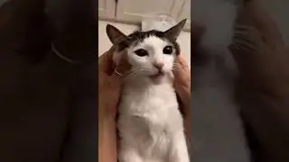 Very cute cat 🐱