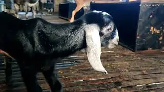 Nanganak na si Bugatti | Purebred ADGA registered Anglo-nubian