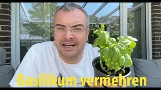 Basilikum vermehren - so einfach funktioniert das! | Lehrerschmidt