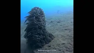 A school of striped eel catfish #shorts