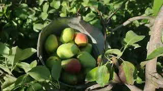 Сбор Груши в Турции