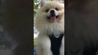 The Best View ❤️Luca the Pomeranian