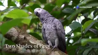 The Amazing African Grey Parrot Nature's Smartest Bird!