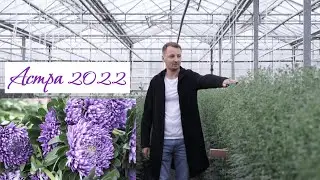 Сезон Астры 2022. Начало Хризантемы