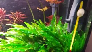 Planted Tank - Wet Dream 2.0
