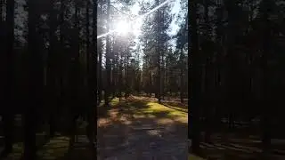 In the forest🍁#shorts #nature #forest #relax #влесу #природа #релакс