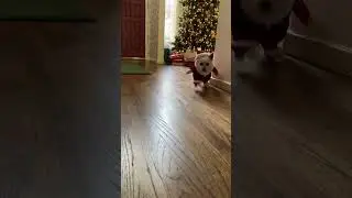 Zuma Santa