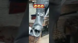 злой сапог #собак # юмор