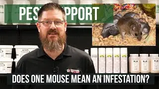 Is One Mouse the Sign of an Infestation? | Pest Support