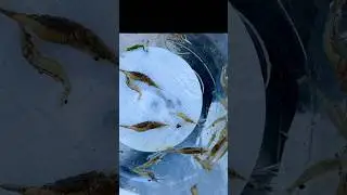 Free best bait / why not in California ~ 🥲