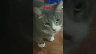 я вернулась!
