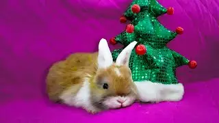 little rabbits under the tree/Крольчата под елкой