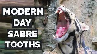 Clouded Leopards: Ghost Cats Of The Wild!