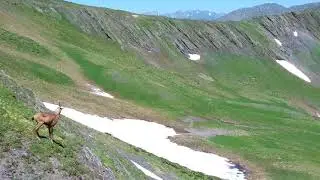 Серна Кавказская  знакомится с дроном