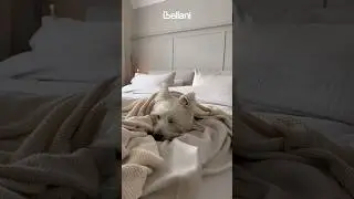 Thus puppy is blinking at you 😉