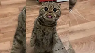 Funny Fluffies Cats