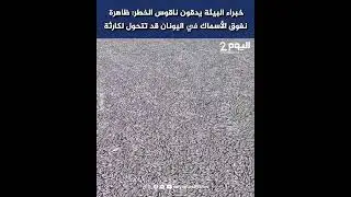 خبراء البيئة يدقون ناقوس الخطر: ظاهرة نفوق الأسماك في اليونان قد تتحول لكارثة