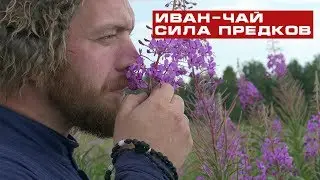 Иван-чай - сила предков!