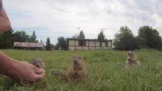 15 07 2021 Gophers