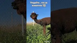 #смешно #смешныевидео #смешныеживотные#животные#прикол