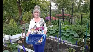 Potatoes for strawberries, harvest on August 10. 26 kg.
