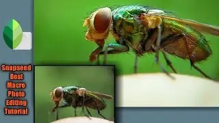 Macro Photography: How to Edit Macro Photos in Snapseed | Photography Tech