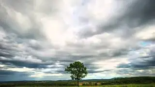 Одинокое дерево