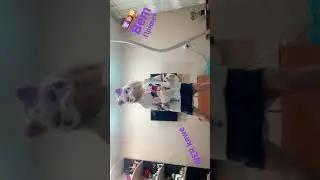 перевидите пж 