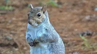 La Stagione Fredda e la Fauna al Parco Castello di Legnano
