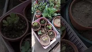 햇밤2024