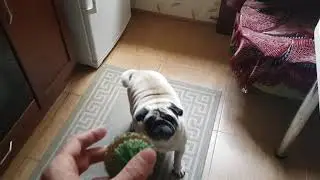 с мопсом играем в мопсоболл