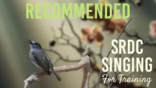 Bird Singing (SRDC Gacor): Suara Burung Berkualitas untuk pemasteran / Training E3