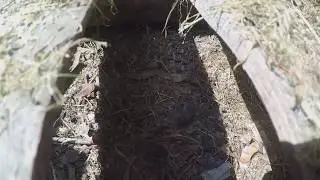 The mouse gave birth to a hive