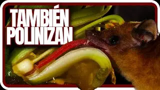 El Murciélago Está OP
