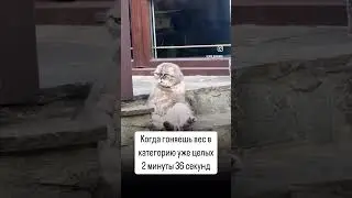 #пауэрлифтинг #первыйлифтерский #shorts