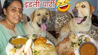 Labrador Dog Shy Ne Khai idli 😋 | My Dog Eat idli | #SourShy | #Funny #Dog Video | @SourWelogs