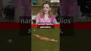 Prehistoric Platypuses Discovered!
