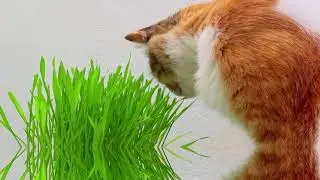 Tips for feeding your cat / how to feed your cat ??