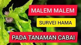 CEK HAMA MALAM HARI PADA TANAMAN CABE!!!