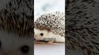 TOP 10 FACTS ABOUT HEDGEHOGS |Top 10 Amazing Facts About Hedgehogs| #animalfacts #facts #hedgehogs