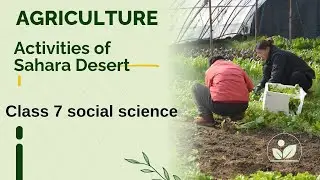 sst class 7 ll Agriculture Activity of Sahara Desert #agriculture #saharadesert @Sarojininaiduma