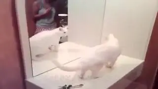 Адский кот