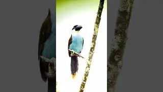 Ever heard a mountain toucan sing? Like and subscribe!🔔