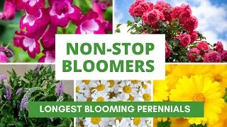 Perennial Flowers that Bloom Until the Frost